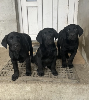 Pui labrador rasa pura