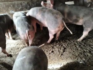 Vând ce se vede  - imagine 2