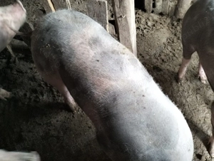 Vând ce se vede  - imagine 4