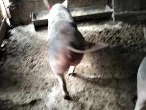 Vând ce se vede  - imagine 3