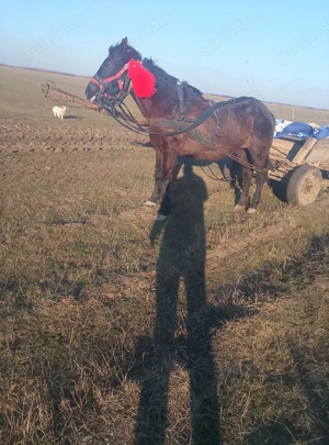 mai mult dettali privat  - imagine 2