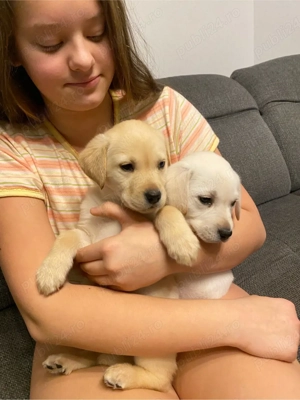 Pui labrador - imagine 3