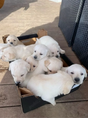 Pui labrador - imagine 4