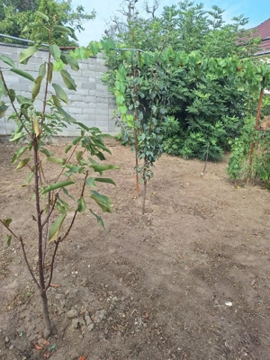 CI632 Sagului, Apartament la casa,1 camera - imagine 7