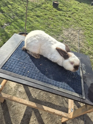 iepurita californian - imagine 2