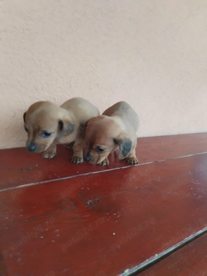 De vînzare puiuți de teckel  - imagine 2