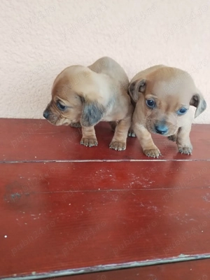 De vînzare puiuți de teckel  - imagine 4