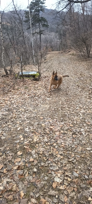 belgian malinoisde 8 luni - imagine 2