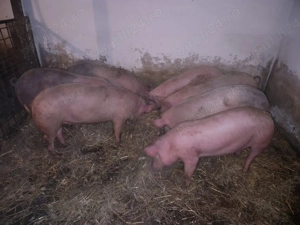 Soldani între 60 si 100kg