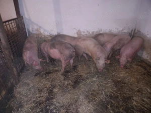 Soldani între 60 si 100kg - imagine 3