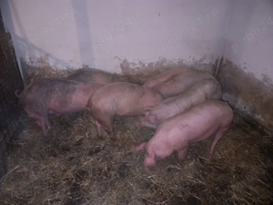 Soldani între 60 si 100kg - imagine 2