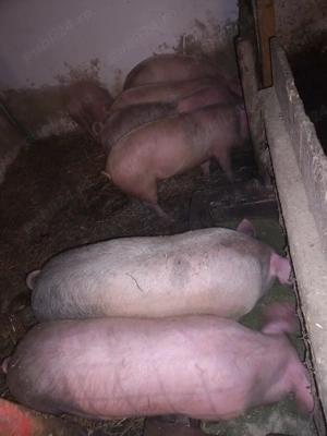 Soldani între 60 si 100kg - imagine 4