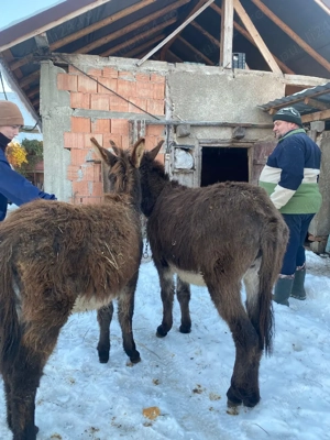 vand două măgărițe tinere  - imagine 4