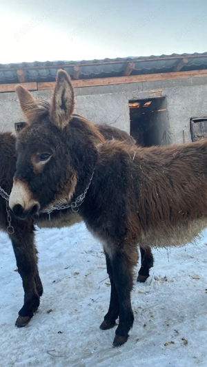 vand două măgărițe tinere  - imagine 5