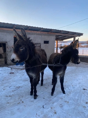 vand două măgărițe tinere  - imagine 3