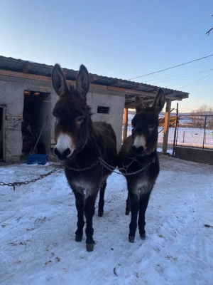 vand două măgărițe tinere  - imagine 2