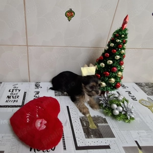 Două fetițe si un băiețel , foarte mâncaciosi si iubitori. lunițe. - imagine 5