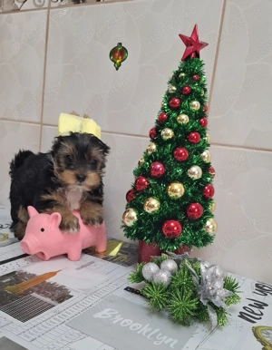 Două fetițe si un băiețel , foarte mâncaciosi si iubitori. lunițe. - imagine 2