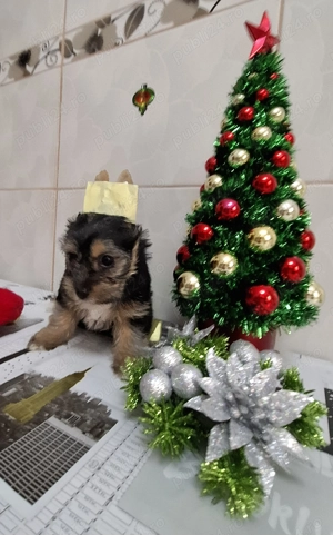 Două fetițe si un băiețel , foarte mâncaciosi si iubitori. lunițe. - imagine 3