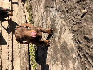 Teckel mascul,3 luni