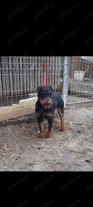 Vand femela jagdterrier