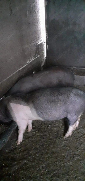 Vând grasunii - imagine 2