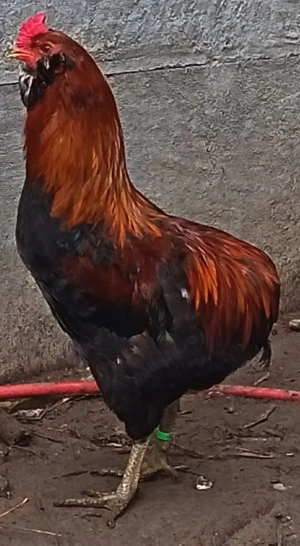 Vând cocoși și găini