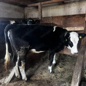 Vand junca din holstein cu baltat - imagine 4