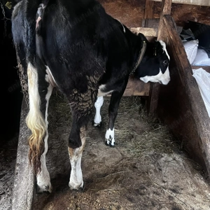 Vand junca din holstein cu baltat - imagine 2