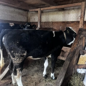 Vand junca din holstein cu baltat - imagine 3