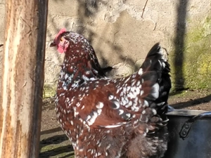 Familie tineret Sussex porțelan 3+1 