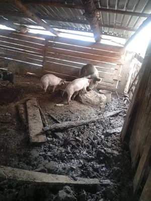 de vânzare  - imagine 2