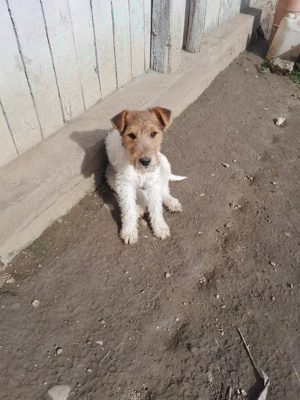 căței Fox terrieri  - imagine 2