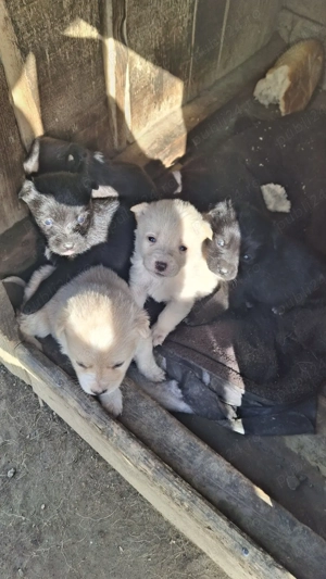 Donez 5 pui de cățel 