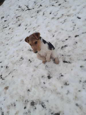 căței Fox terrieri  - imagine 5