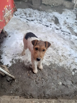 căței Fox terrieri  - imagine 4