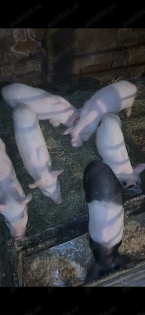 Purceii de vanzare  - imagine 2