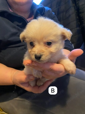 Pui Metis Bichon Havanez