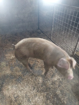 Purcelusi Duroc x pietrain - imagine 3