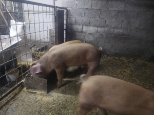 Purcelusi Duroc x pietrain