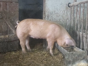 Purcelusi Duroc x pietrain - imagine 2