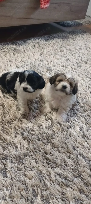 De vânzare bisoni havanezi 2fetite 