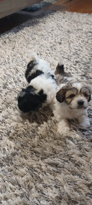 De vânzare bisoni havanezi 2fetite 