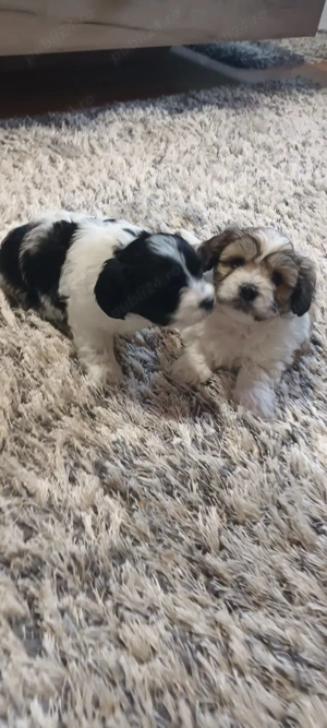 De vânzare bisoni 2fetite 