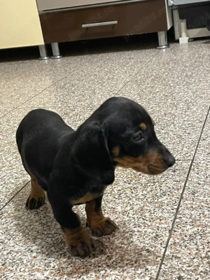 Catei teckel  - imagine 3