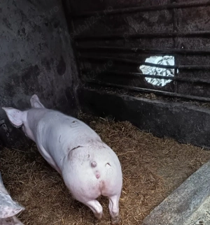 Purcei crescuti in gospodarie  - imagine 3