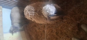 De vânzare  oie si un berbec  - imagine 3