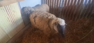 De vânzare  oie si un berbec  - imagine 2