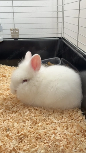 Vand 2 iepuri pitici - imagine 3