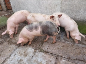 Grăsuni de vânzare 